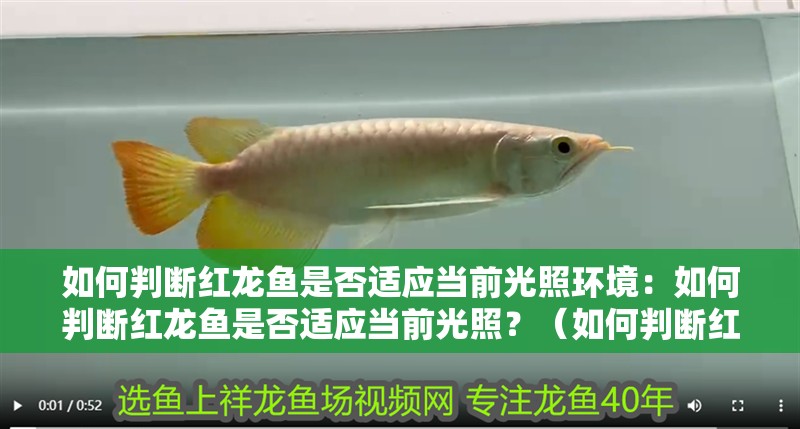 如何判斷紅龍魚是否適應當前光照環境：如何判斷紅龍魚是否適應當前光照？（如何判斷紅龍魚是否適應當前光照）