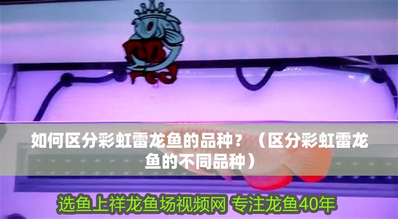 如何區(qū)分彩虹雷龍魚(yú)的品種？（區(qū)分彩虹雷龍魚(yú)的不同品種）