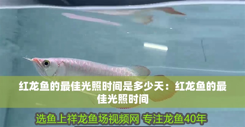 紅龍魚的最佳光照時間是多少天：紅龍魚的最佳光照時間