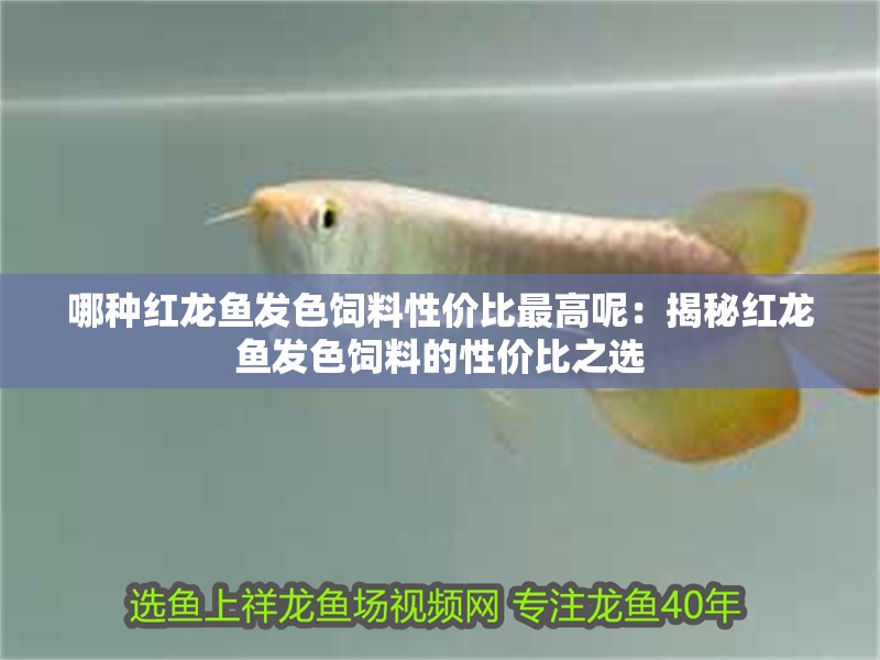 哪種紅龍魚發(fā)色飼料性價比最高呢：揭秘紅龍魚發(fā)色飼料的性價比之選