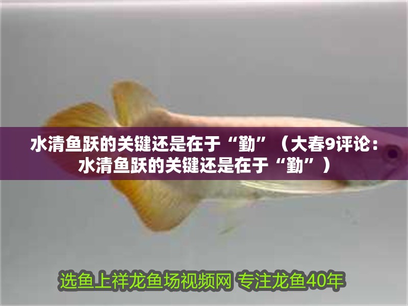 水清魚躍的關鍵還是在于“勤”（大春9評論：水清魚躍的關鍵還是在于“勤”） 水清魚躍的關鍵還是在于“勤”（大春9評論：水清魚躍的關鍵還是在于“勤”） 觀賞魚百科