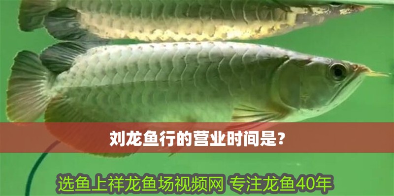 劉龍魚行的營業(yè)時間是？ 劉龍魚行的營業(yè)時間是？ 龍魚百科