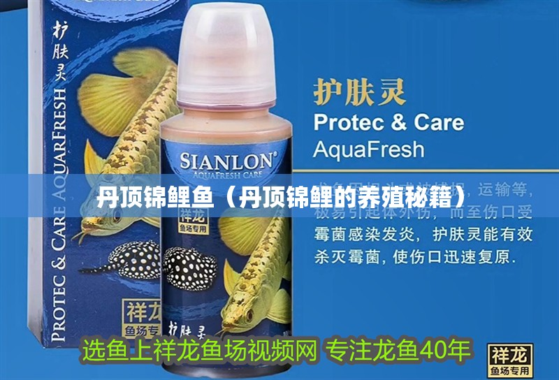 丹頂錦鯉魚（丹頂錦鯉的養殖秘籍） 丹頂錦鯉魚（丹頂錦鯉的養殖秘籍） 觀賞魚百科