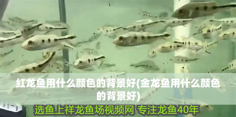 紅龍魚用什么顏色的背景好(金龍魚用什么顏色的背景好)