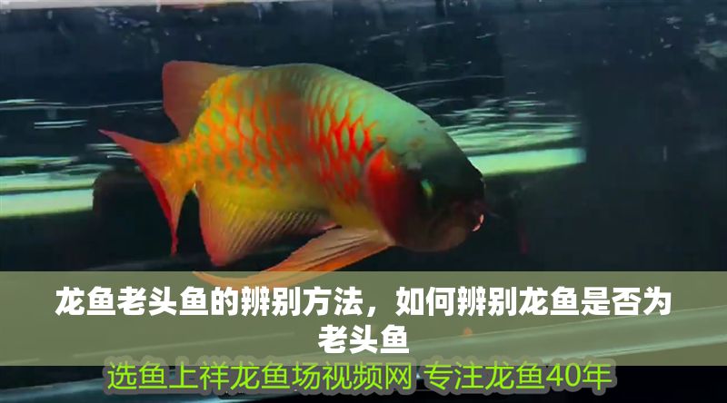 龍魚老頭魚的辨別方法，如何辨別龍魚是否為老頭魚