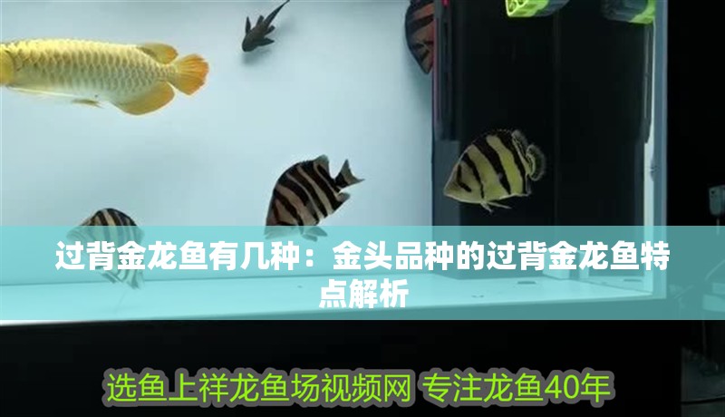 過背金龍魚有幾種：金頭品種的過背金龍魚特點解析
