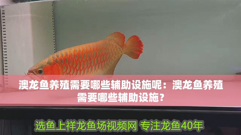 澳龍魚養殖需要哪些輔助設施呢：澳龍魚養殖需要哪些輔助設施？