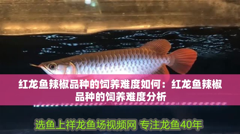 紅龍魚辣椒品種的飼養難度如何：紅龍魚辣椒品種的飼養難度分析