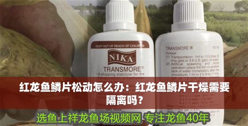 紅龍魚(yú)鱗片松動(dòng)怎么辦：紅龍魚(yú)鱗片干燥需要隔離嗎？