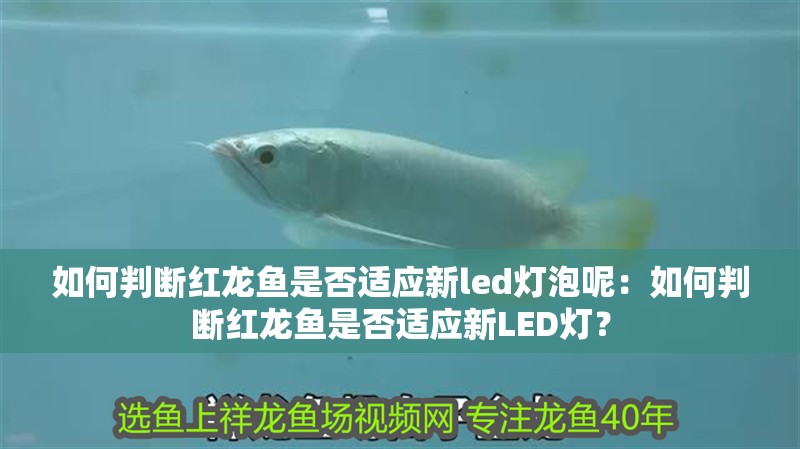 如何判斷紅龍魚是否適應新led燈泡呢：如何判斷紅龍魚是否適應新LED燈？