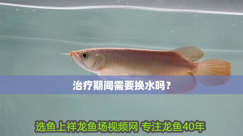 治療期間需要換水嗎？ 治療期間需要換水嗎？ 龍魚百科