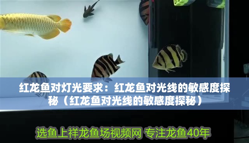 紅龍魚對燈光要求：紅龍魚對光線的敏感度探秘（紅龍魚對光線的敏感度探秘）