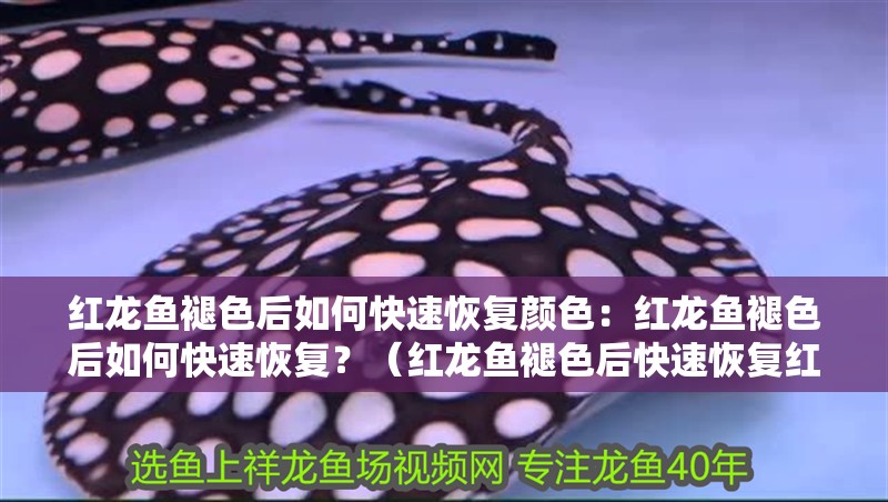 紅龍魚(yú)褪色后如何快速恢復(fù)顏色：紅龍魚(yú)褪色后如何快速恢復(fù)？（紅龍魚(yú)褪色后快速恢復(fù)紅龍魚(yú)顏色的關(guān)鍵步驟是什么）
