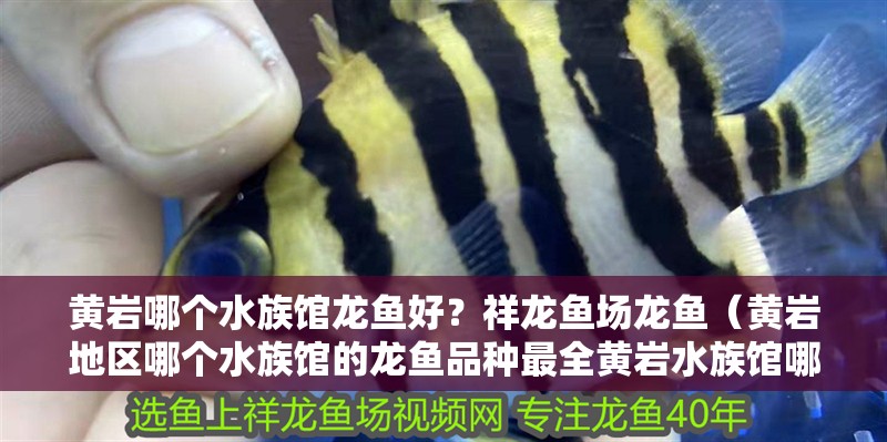 黃巖哪個水族館龍魚好？祥龍魚場龍魚（黃巖地區哪個水族館的龍魚品種最全黃巖水族館哪個口碑最好）