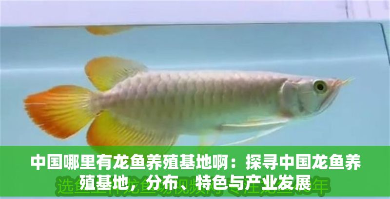 中國(guó)哪里有龍魚養(yǎng)殖基地啊：探尋中國(guó)龍魚養(yǎng)殖基地，分布、特色與產(chǎn)業(yè)發(fā)展