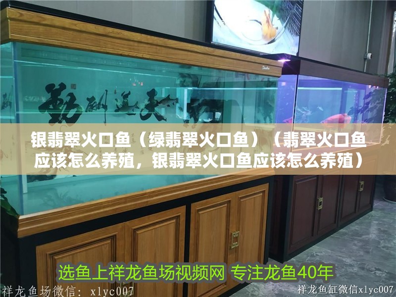 銀翡翠火口魚（綠翡翠火口魚）（翡翠火口魚應(yīng)該怎么養(yǎng)殖，銀翡翠火口魚應(yīng)該怎么養(yǎng)殖）