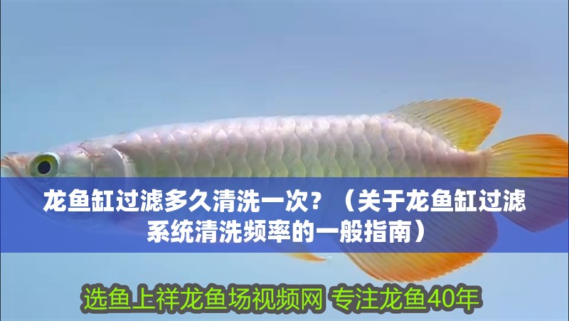 龍魚缸過濾多久清洗一次？（關于龍魚缸過濾系統清洗頻率的一般指南）