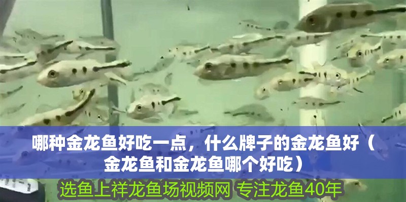 哪種金龍魚好吃一點，什么牌子的金龍魚好（金龍魚和金龍魚哪個好吃）