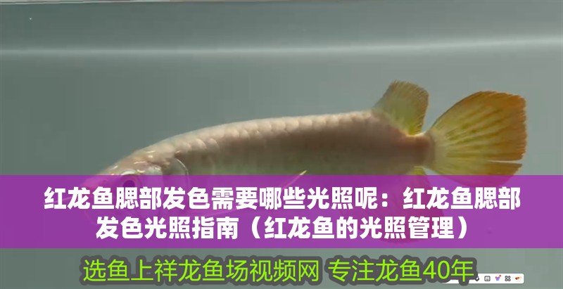 紅龍魚腮部發色需要哪些光照呢：紅龍魚腮部發色光照指南（紅龍魚的光照管理）