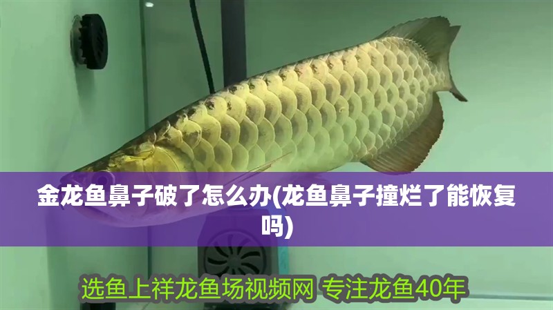 金龍魚鼻子破了怎么辦(龍魚鼻子撞爛了能恢復嗎)