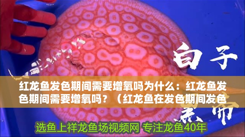 紅龍魚發色期間需要增氧嗎為什么：紅龍魚發色期間需要增氧嗎？（紅龍魚在發色期間發色期間是否需要增氧的問題，紅龍魚發色過程）
