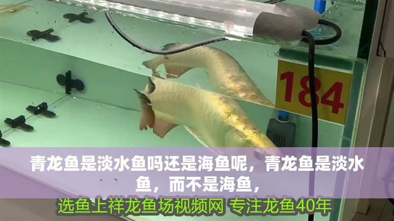 青龍魚(yú)是淡水魚(yú)嗎還是海魚(yú)呢，青龍魚(yú)是淡水魚(yú)，而不是海魚(yú)，