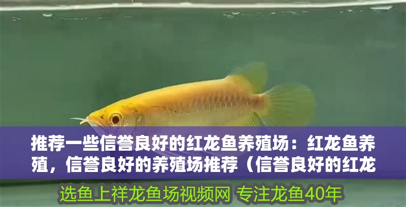 推薦一些信譽良好的紅龍魚養殖場：紅龍魚養殖，信譽良好的養殖場推薦（信譽良好的紅龍魚養殖場）