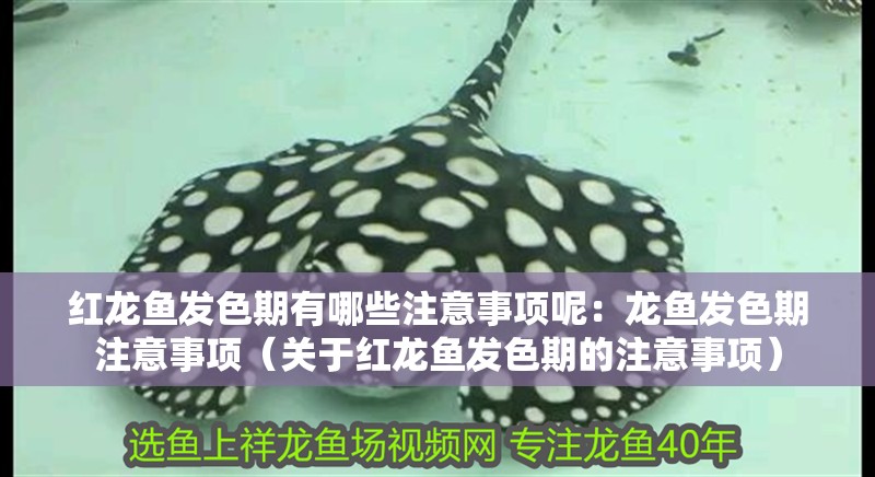 紅龍魚發色期有哪些注意事項呢：龍魚發色期注意事項（關于紅龍魚發色期的注意事項）
