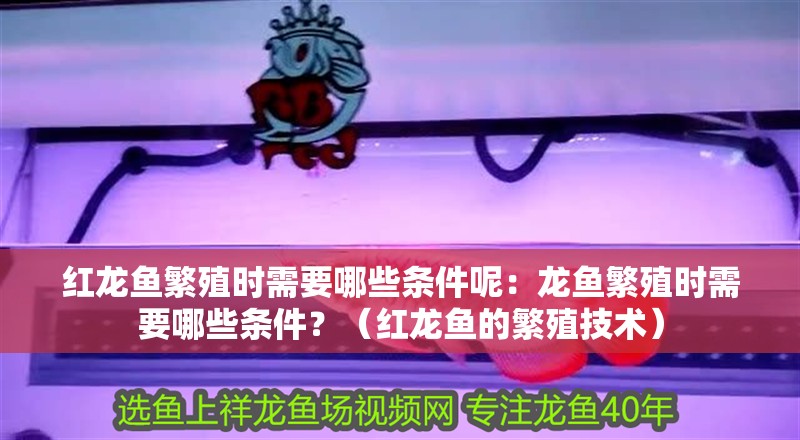 紅龍魚繁殖時需要哪些條件呢：龍魚繁殖時需要哪些條件？（紅龍魚的繁殖技術）