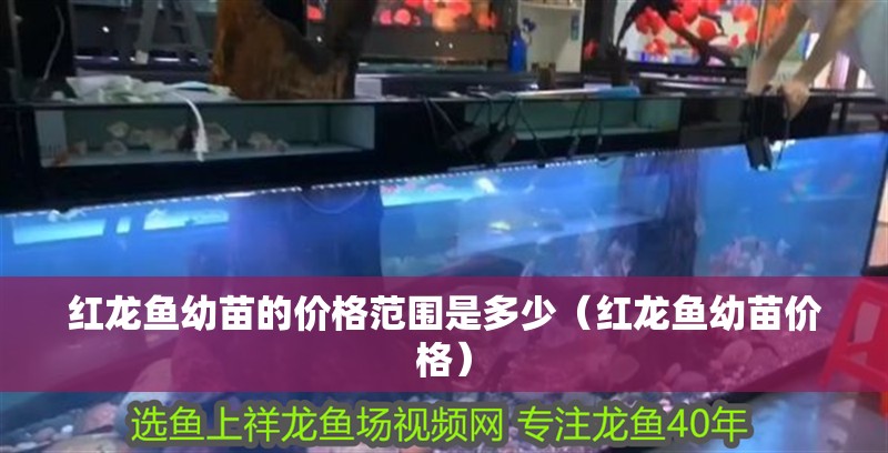 紅龍魚幼苗的價格范圍是多少（紅龍魚幼苗價格）