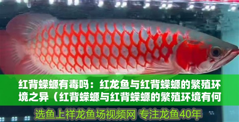 紅背蠑螈有毒嗎：紅龍魚與紅背蠑螈的繁殖環境之異（紅背蠑螈與紅背蠑螈的繁殖環境有何不同） 紅背蠑螈有毒嗎：紅龍魚與紅背蠑螈的繁殖環境之異（紅背蠑螈與紅背蠑螈的繁殖環境有何不同） 水族問答