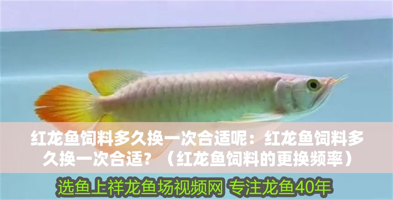 紅龍魚飼料多久換一次合適呢：紅龍魚飼料多久換一次合適？（紅龍魚飼料的更換頻率）