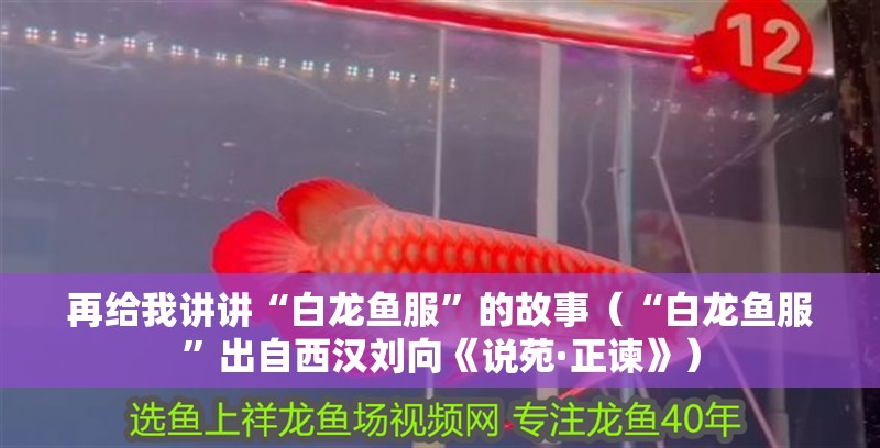 再給我講講“白龍魚服”的故事（“白龍魚服”出自西漢劉向《說苑·正諫》） 再給我講講“白龍魚服”的故事（“白龍魚服”出自西漢劉向《說苑·正諫》） 龍魚百科