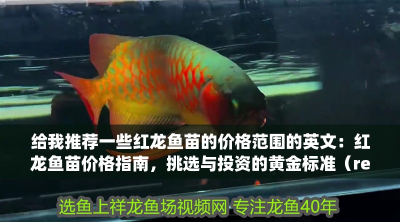 龍魚干蝦有營養嗎 給我推薦一些紅龍魚苗的價格范圍的英文:紅龍魚苗價格指南,挑選與投資的黃金標準(reddragonfrypriceguide) 水族問答 給我推薦一些紅龍魚苗的價格范圍的英文:紅龍魚苗價格指南,挑選與投資的黃金標準(reddragonfrypriceguide) 給我推薦一些紅龍魚苗的價格范圍的英文:紅龍魚苗價格指南,挑選與投資的黃金標準(reddragonfrypriceguide) 水族問答