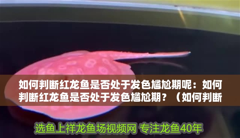 如何判斷紅龍魚是否處于發色尷尬期呢：如何判斷紅龍魚是否處于發色尷尬期？（如何判斷紅龍魚是否處于發色尷尬期）
