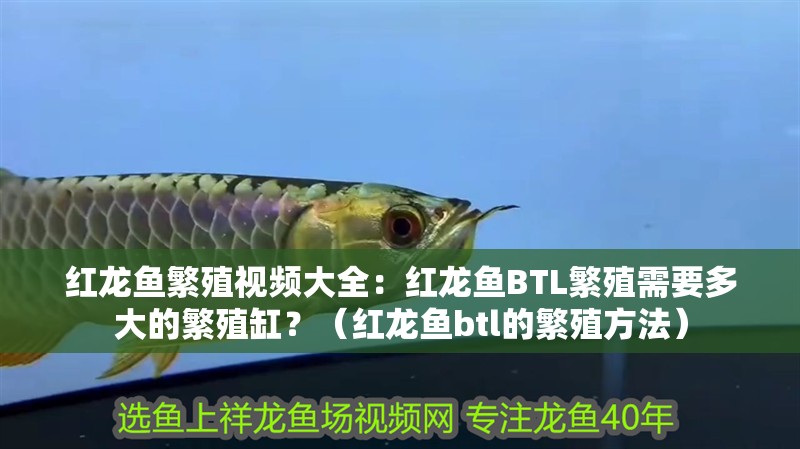 紅龍魚繁殖視頻大全：紅龍魚BTL繁殖需要多大的繁殖缸？（紅龍魚btl的繁殖方法）