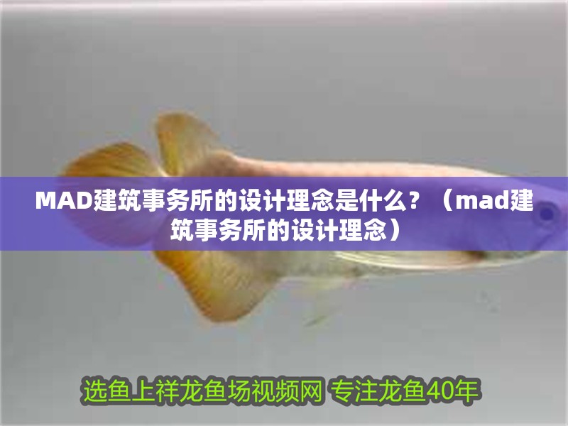 MAD建筑事務所的設計理念是什么？（mad建筑事務所的設計理念）