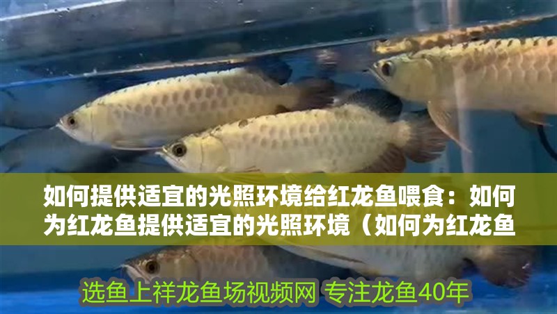 如何提供適宜的光照環(huán)境給紅龍魚喂食：如何為紅龍魚提供適宜的光照環(huán)境（如何為紅龍魚提供適宜光照環(huán)境）