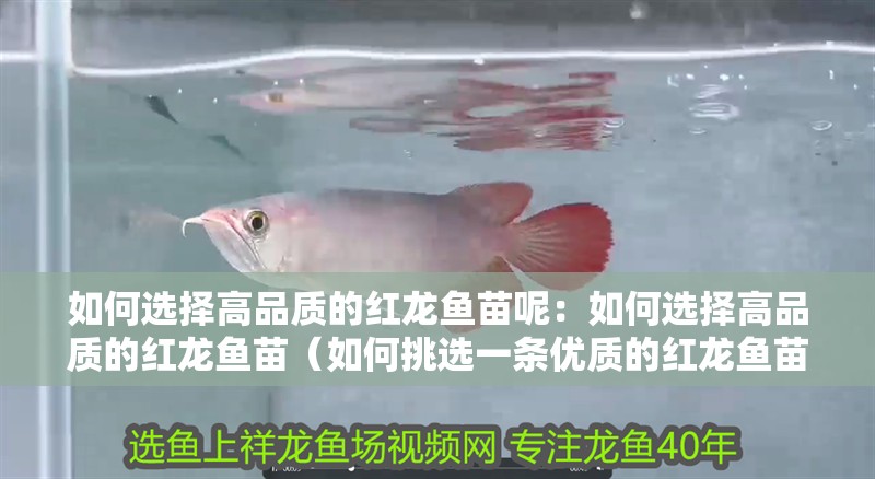 如何選擇高品質的紅龍魚苗呢：如何選擇高品質的紅龍魚苗（如何挑選一條優質的紅龍魚苗）
