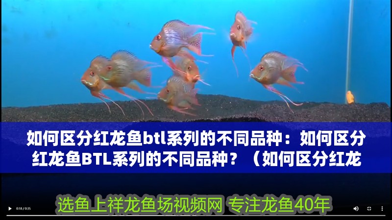 如何區分紅龍魚btl系列的不同品種：如何區分紅龍魚BTL系列的不同品種？（如何區分紅龍魚btl系列）