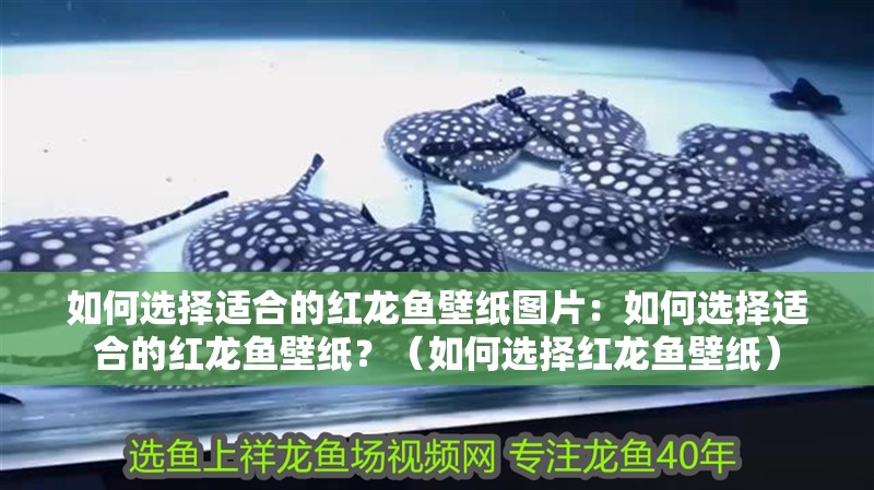 如何選擇適合的紅龍魚壁紙圖片：如何選擇適合的紅龍魚壁紙？（如何選擇紅龍魚壁紙）