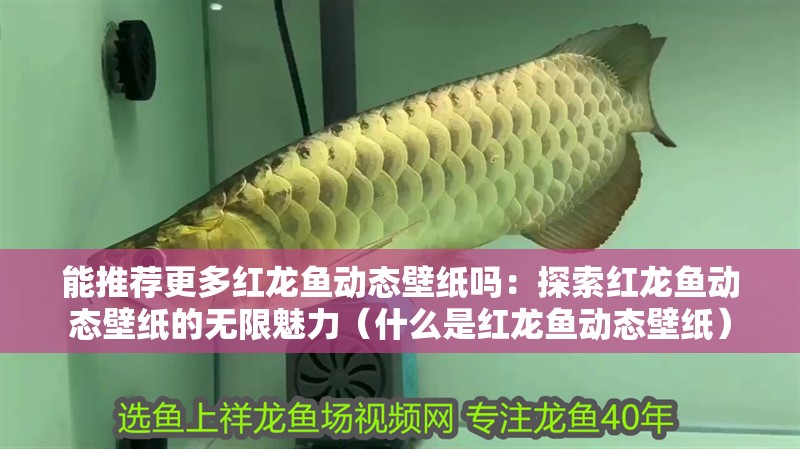 能推薦更多紅龍魚動態壁紙嗎：探索紅龍魚動態壁紙的無限魅力（什么是紅龍魚動態壁紙）