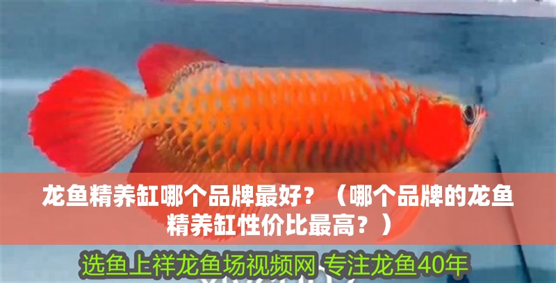 龍魚精養缸哪個品牌最好？（哪個品牌的龍魚精養缸性價比最高？）