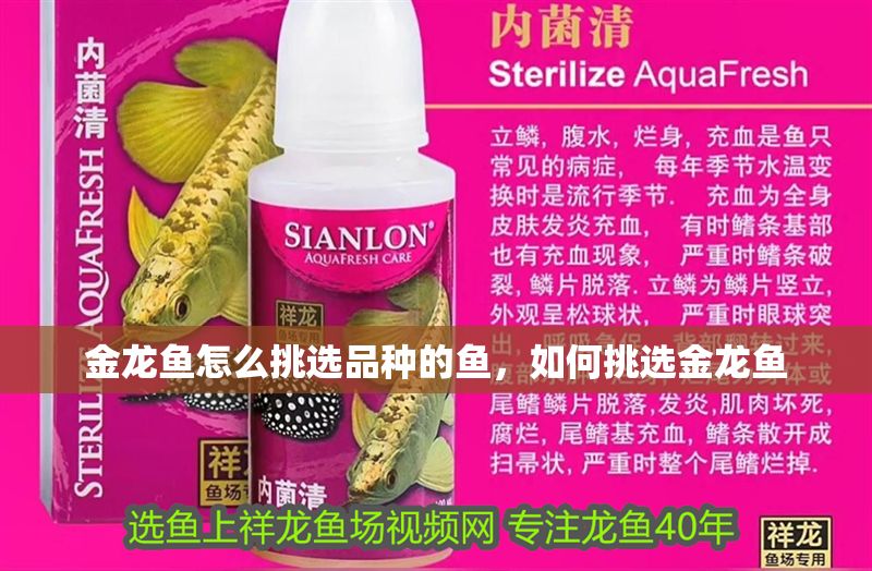 金龍魚怎么挑選品種的魚，如何挑選金龍魚