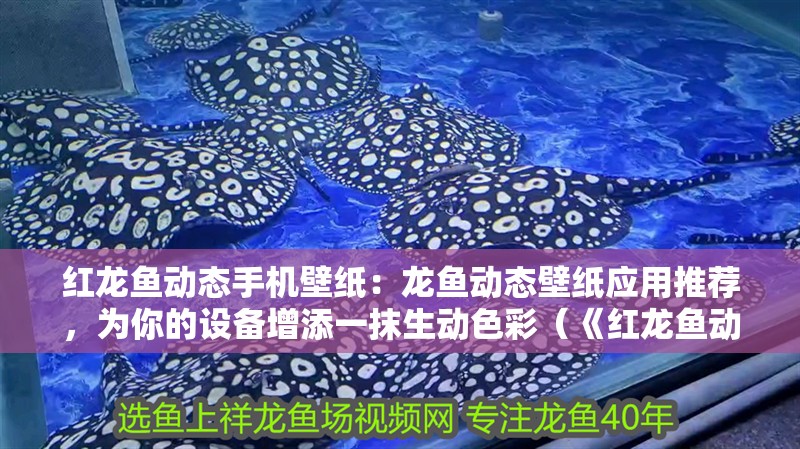 紅龍魚用黃燈烤有用嗎 紅龍魚動態手機壁紙:龍魚動態壁紙應用推薦,為你的設備增添一抹生動色彩(《紅龍魚動態壁紙大師》) 水族問答 紅龍魚動態手機壁紙:龍魚動態壁紙應用推薦,為你的設備增添一抹生動色彩(《紅龍魚動態壁紙大師》) 紅龍魚動態手機壁紙:龍魚動態壁紙應用推薦,為你的設備增添一抹生動色彩(《紅龍魚動態壁紙大師》) 水族問答