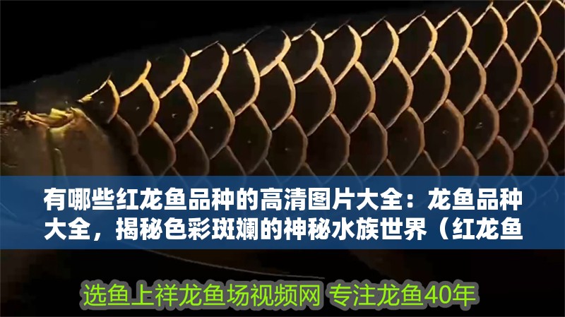 有哪些紅龍魚品種的高清圖片大全：龍魚品種大全，揭秘色彩斑斕的神秘水族世界（紅龍魚品種高清圖片展示了一只紅龍魚的品種和優雅的姿態）