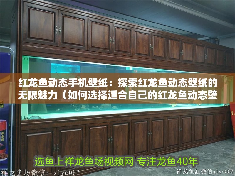 紅龍魚動態手機壁紙：探索紅龍魚動態壁紙的無限魅力（如何選擇適合自己的紅龍魚動態壁紙）