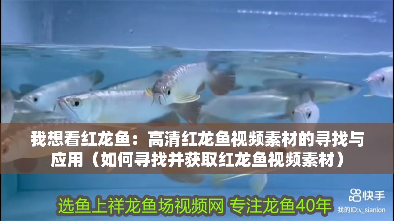 我想看紅龍魚：高清紅龍魚視頻素材的尋找與應用（如何尋找并獲取紅龍魚視頻素材）