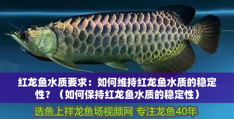 紅龍魚水質要求：如何維持紅龍魚水質的穩定性？（如何保持紅龍魚水質的穩定性）