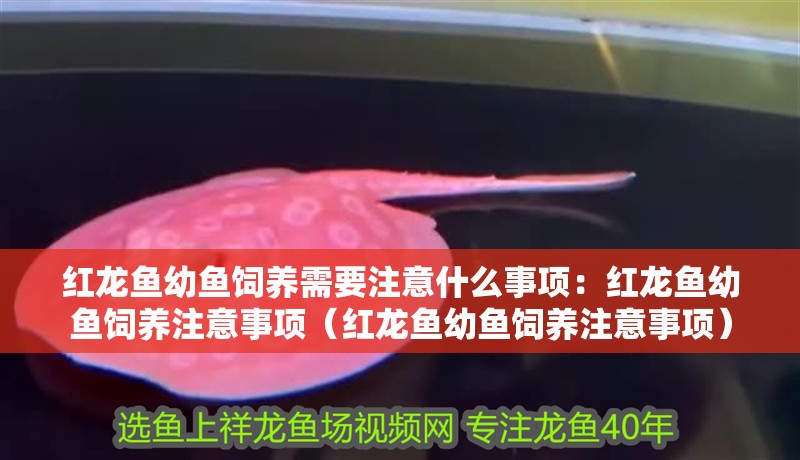 紅龍魚幼魚飼養需要注意什么事項：紅龍魚幼魚飼養注意事項（紅龍魚幼魚飼養注意事項）